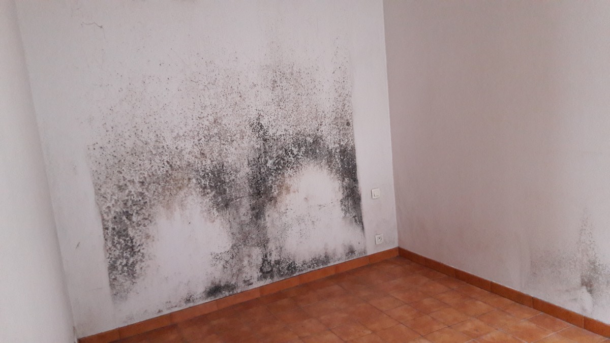 Moisissures - Expertise humidité à Lille